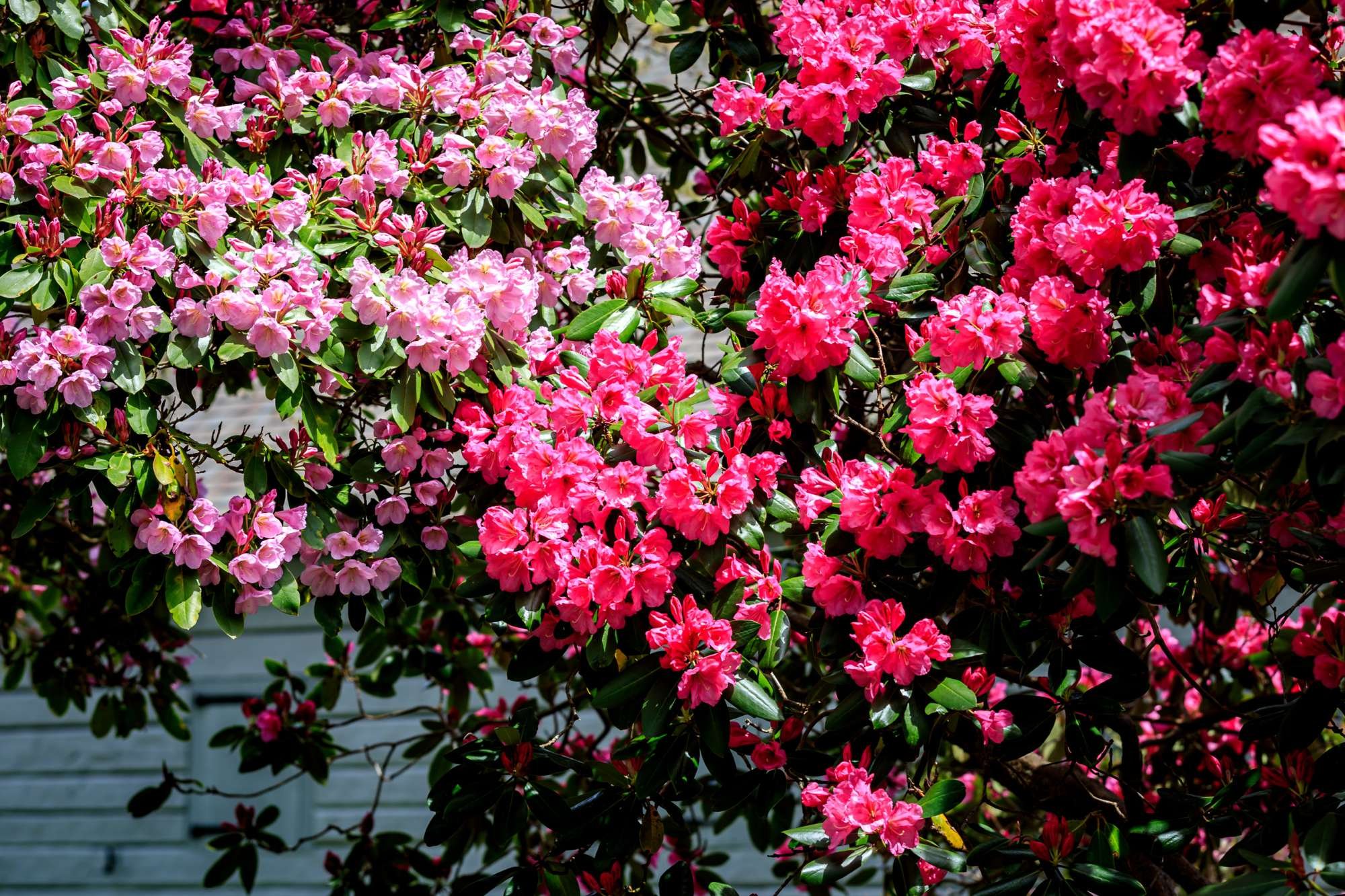 🎡 히루젠 고원 센터・조이풀 파크 이미지 10